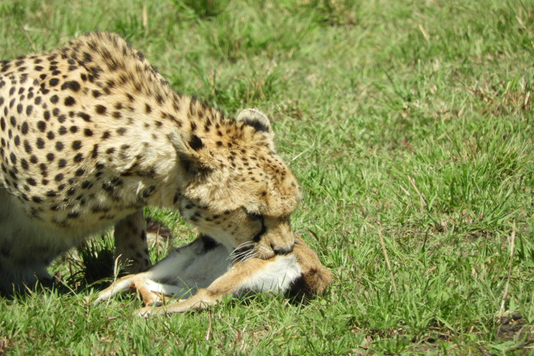 Private Nairobi National Park Drive in 4*4 landcruiser