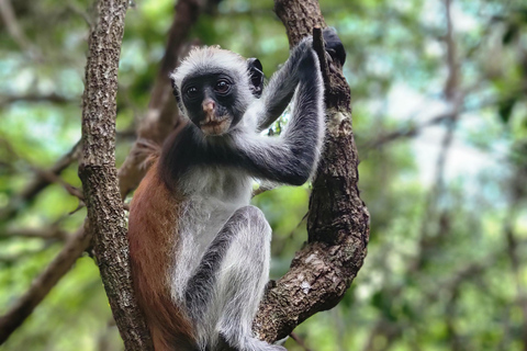 Zanzibar: tour guidato della foresta di Jozani con trasferimento in hotel