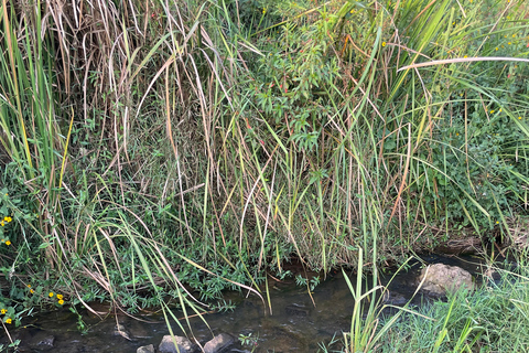 Kigali: City Tour, Nyandungu Eco Park, and Lunch