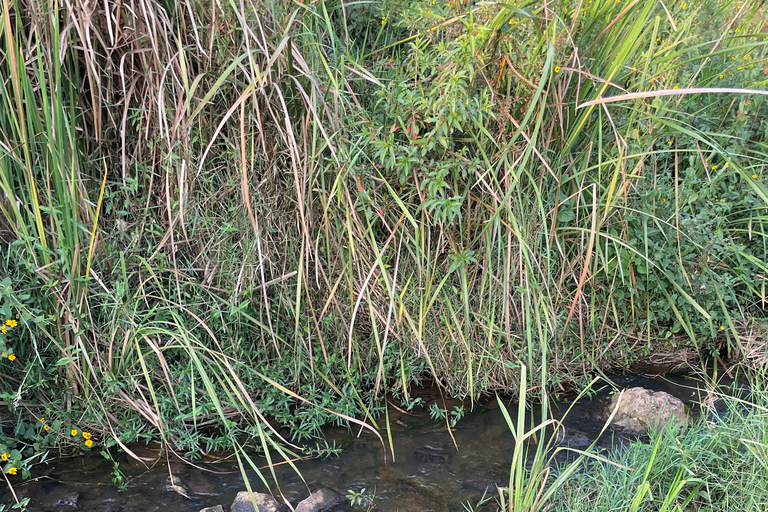 Kigali: City Tour, Nyandungu Eco Park, and Lunch