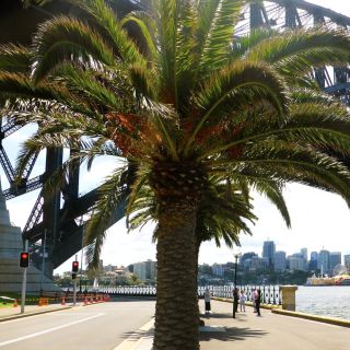 Sydney: Half-Day City Tour