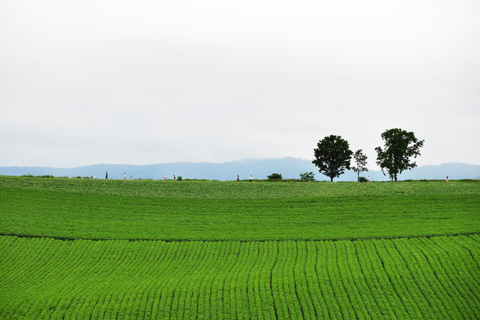 Furano & Biei Lavender & Wheat Fields Tour from Sapporo Sapporo TV Tower Departure (Without Lunch)