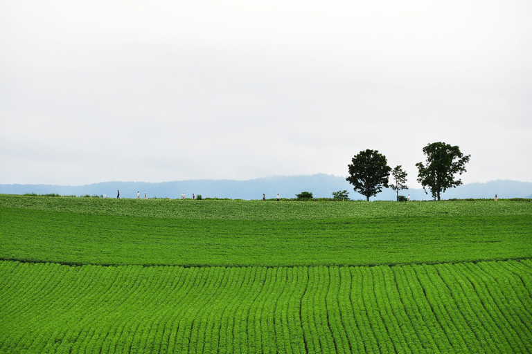 Furano & Biei Lavender & Wheat Fields Tour from Sapporo Sapporo TV Tower Departure (Without Lunch)