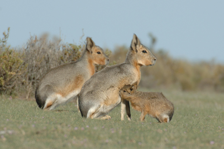 From Puerto Madryn: Full-Day Valdes Peninsula Tour