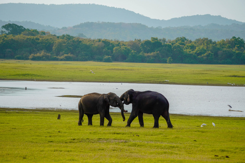 Minneriya National Park Morning Safari – Birds & Elephants