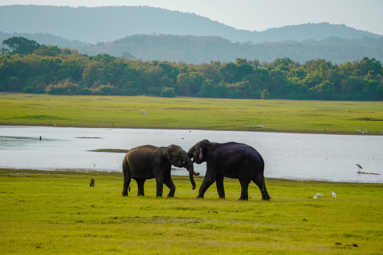 Minneriya National Park Morning Safari – Birds & Elephants