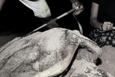 Obserwuj gniazdowanie żółwi morskich – nocna wycieczka na wyspie SalOglądaj gniazdowanie żółwi morskich – nocna wycieczka na wyspę Sal