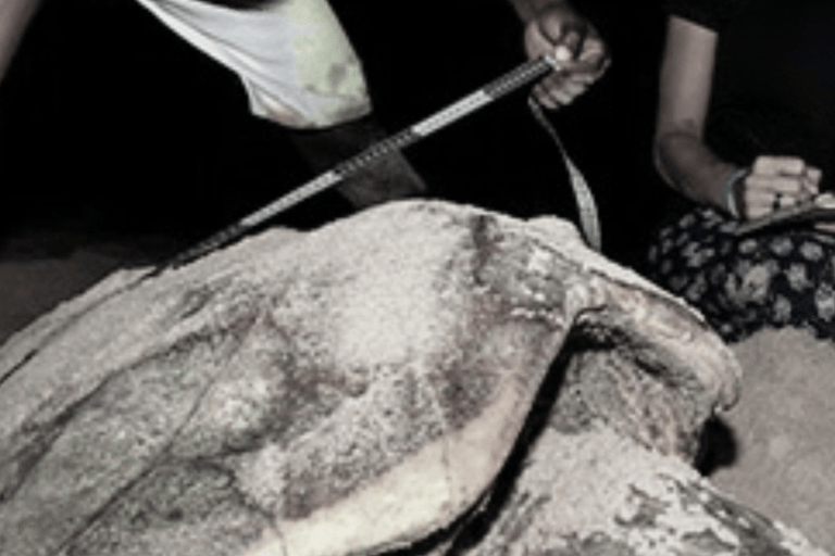 Obserwuj gniazdowanie żółwi morskich – nocna wycieczka na wyspie SalOglądaj gniazdowanie żółwi morskich – nocna wycieczka na wyspę Sal