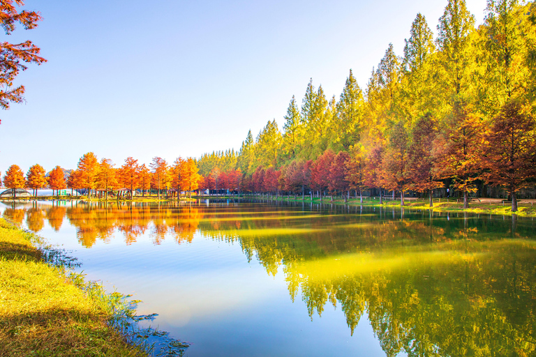 Busan: Damyang Juknokwon Bamboo Forest & Metasequoia Road Damyang Autumn Group Tour, Meet at Busan Subway Station