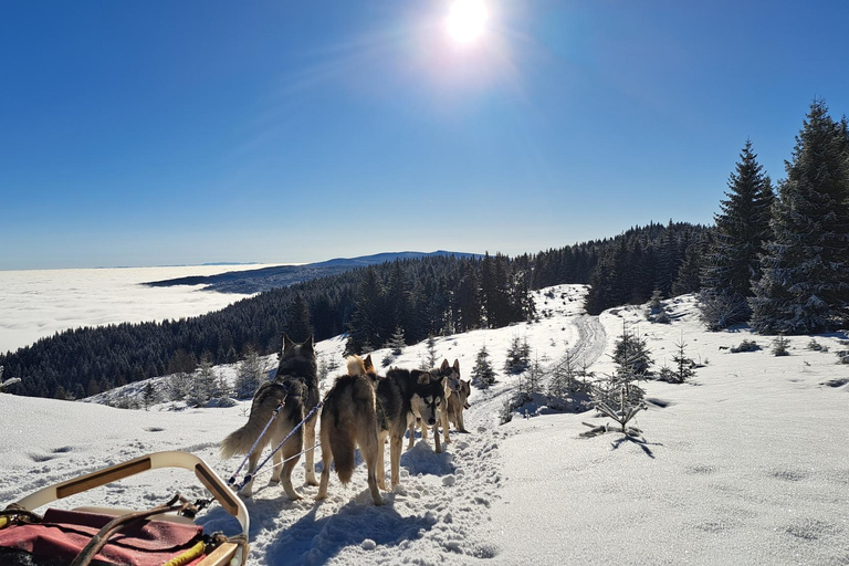 1.5-Hour Private Dog Sledding Tour in Harghita County