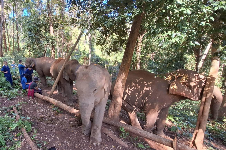 Chiang Mai: Elefanti, cascate e rafting in acque bianche