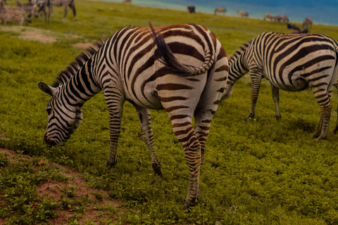 Arusha: Ngorongoro Crater day trip