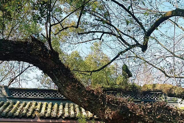 Hangzhou: Lingyin Temple & Feilai Peak Entry