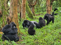 3-Tages Gorilla & Golden Monkeys erleben - Hizvo