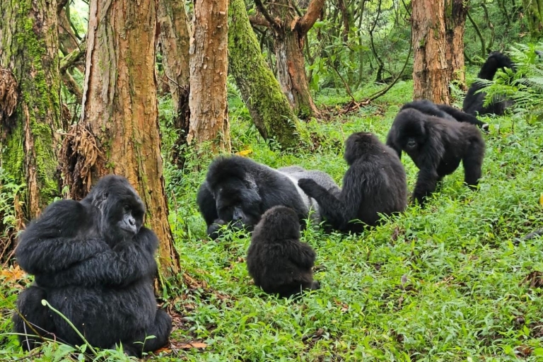 8 dni Goryl, złote małpy i szympansy, piesze safari8 dni Uganda naczelne, przejażdżka zwierzyną i piesze safari.