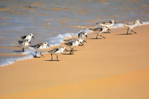 Boa Vista: spedizione di birdwatching in ambiente naturale