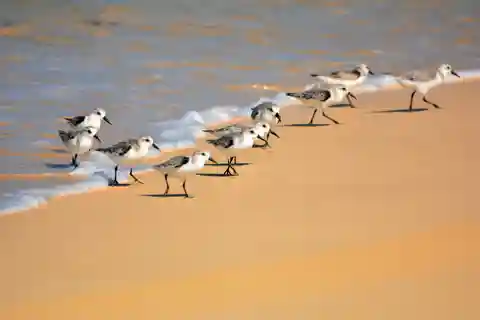 Boa Vista: spedizione di birdwatching in ambiente naturale
