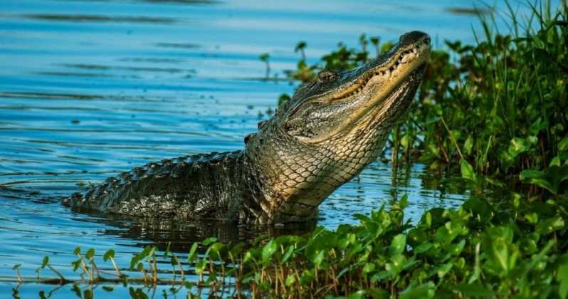 Prywatna wycieczka po Everglades: odkryj piękno Everglades