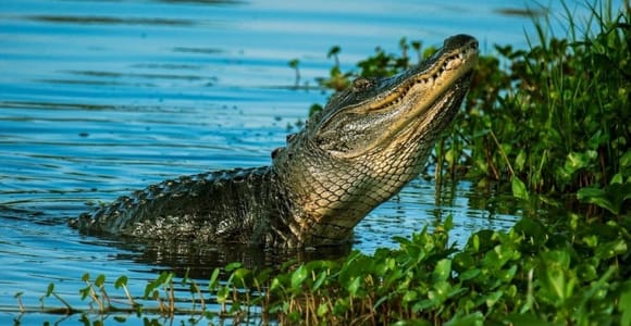 Private Everglades Tour: Entdecke die Schönheit der Everglades