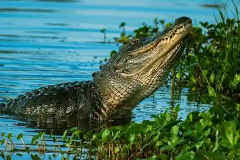 Private Everglades Tour:Explore the Beauty of the Everglades
