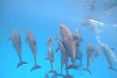 Kendwa: Mnemba Island Dolphin and Snorkeling Boat Tour