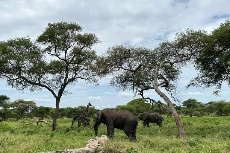 5 Day Best of Tanzania wildlife Safari