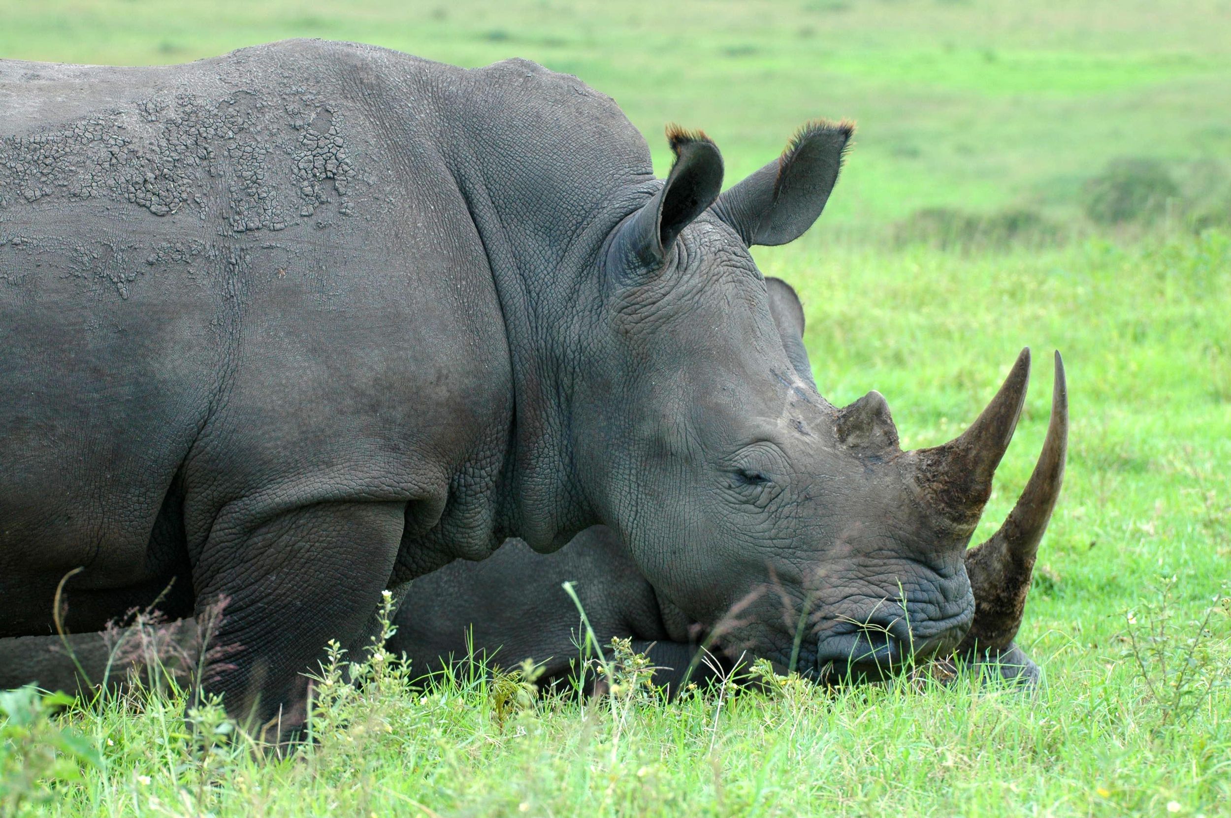 Von Durban: Safari & PheZulu Village Tagestour
