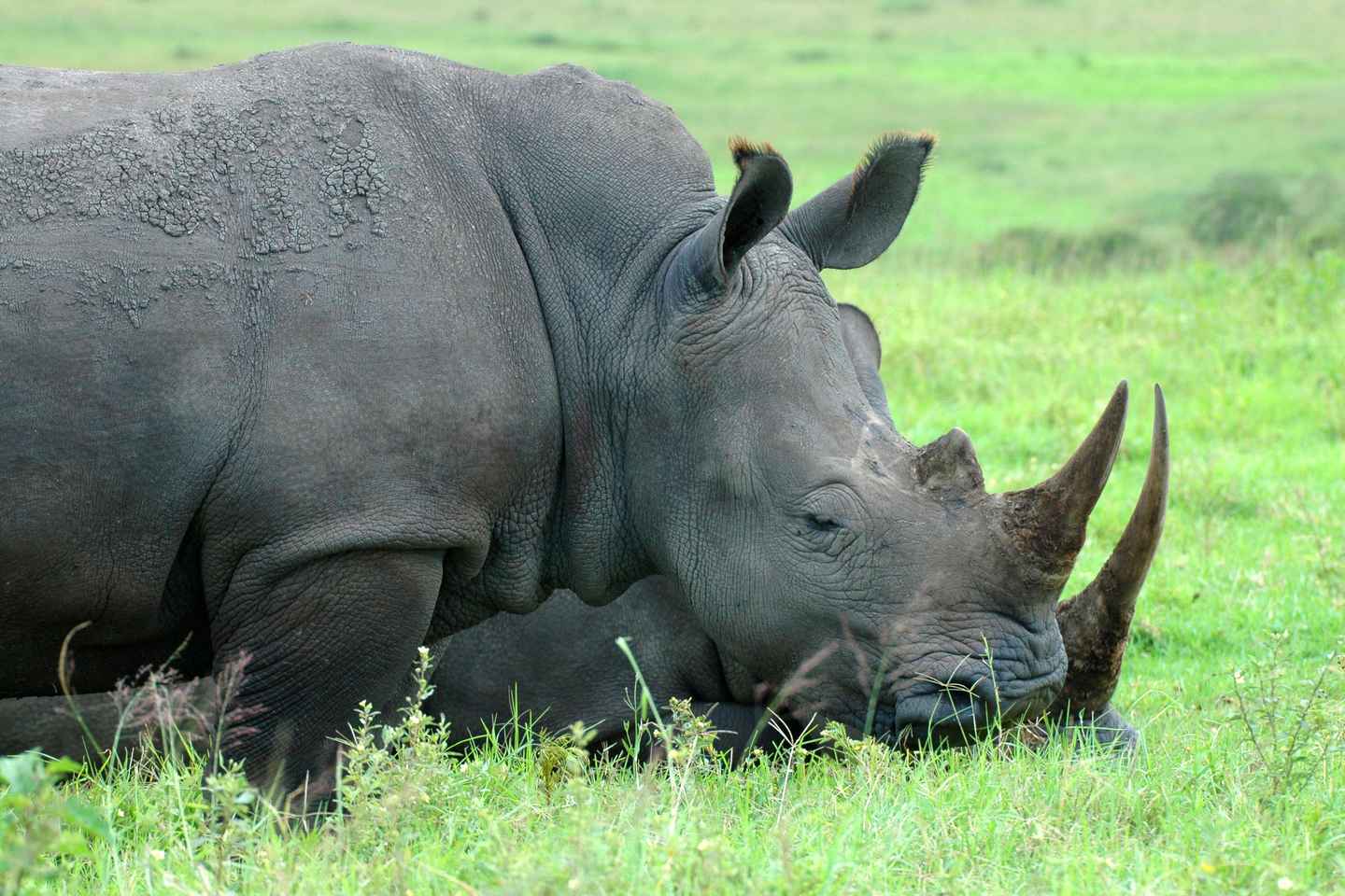From Durban: Safari & PheZulu Village Day Tour - From Durban: Safari & PheZulu Village Day Tour