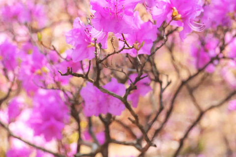 Seoul: Cherry Blossom & Pokpo Waterfall Cafe One Day Tour A. Cherry Blossom Spring Route