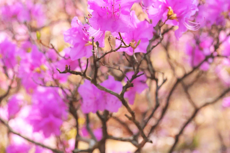 Seoul: Cherry Blossom & Pokpo Waterfall Cafe One Day Tour A. Cherry Blossom Spring Route