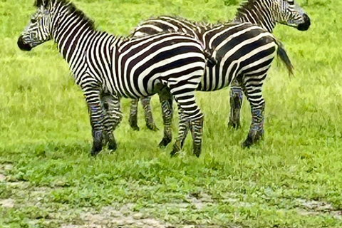 SAFARI WILDLIFE FROM ZANZIBAR TO MIKUMI 3 DAYS 2 NIGTHS