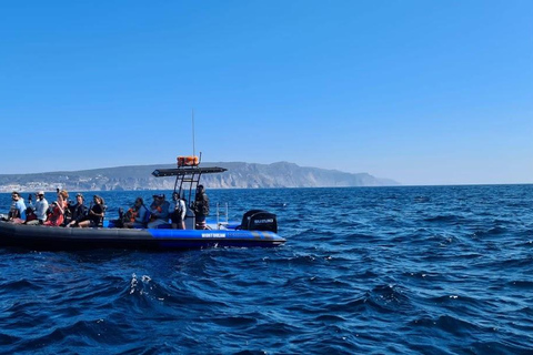 Sesimbra: Tour in barca per l&#039;osservazione dei delfini di Arrábida con biologoSesimbra: Tour in barca con biologo per l&#039;osservazione dei delfini di Arrábida