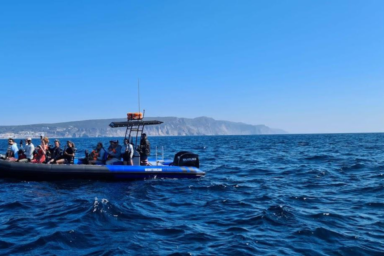 Sesimbra: Tour in barca per l&#039;osservazione dei delfini di Arrábida con biologoSesimbra: Tour in barca con biologo per l&#039;osservazione dei delfini di Arrábida