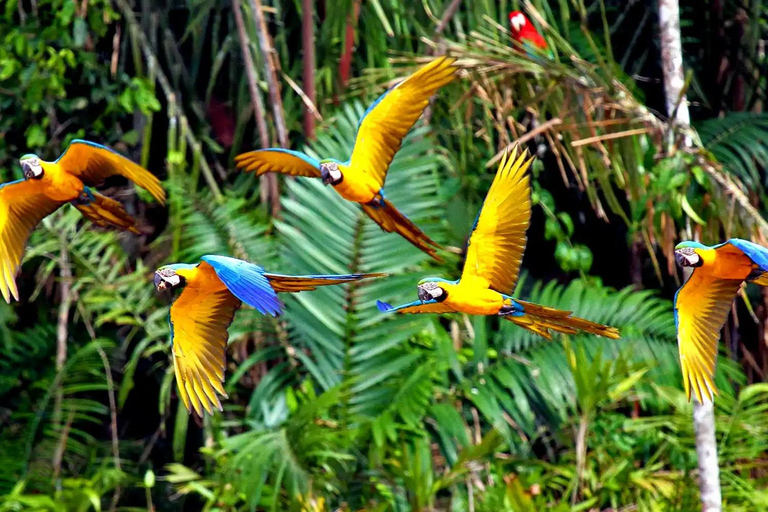 Sunset tour in the Jungle and Encounter with Capybaras