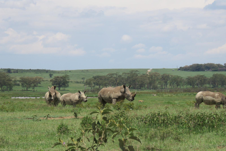 Lake Nakuru National Park Day Trip From Nairobi Lake Nakuru National Park From Nairobi
