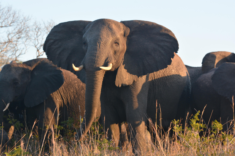 From Maputo: 2-Day Safari & Ocean Hideaway at Maputo Reserve