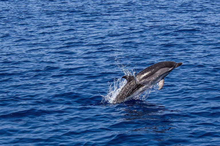 Hurghada: Snorkel, avistamiento de delfines y diversión en banana boat