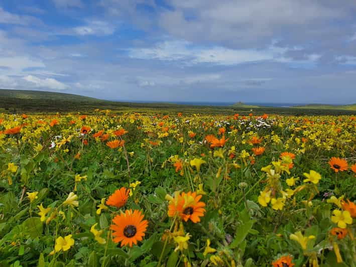 Cape Town: West Coast Full Day Private Tour in Spring | GetYourGuide