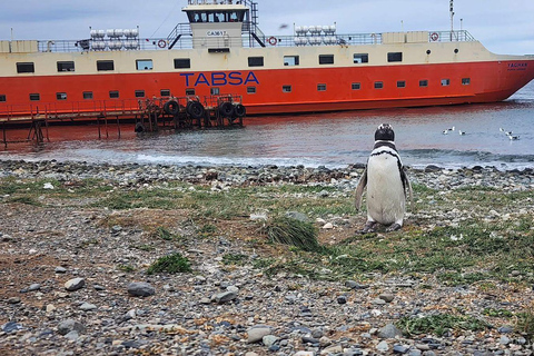 Magdalena Island Natural Monument Tour