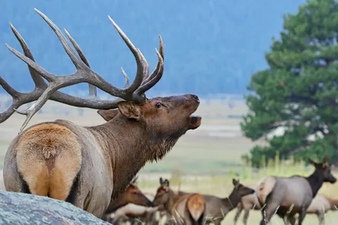 3/4 Day RMNP Mtn to Sky+Bear Lake Rd Tour-RMNPhotographer