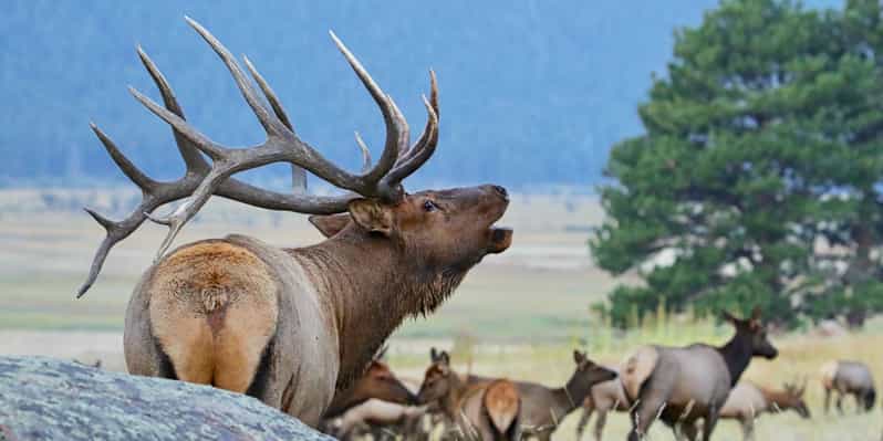 3/4 Day RMNP Mtn to Sky+Bear Lake Rd Tour-RMNPhotographer