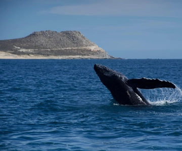 Whale Watching in San Jose del Cabo