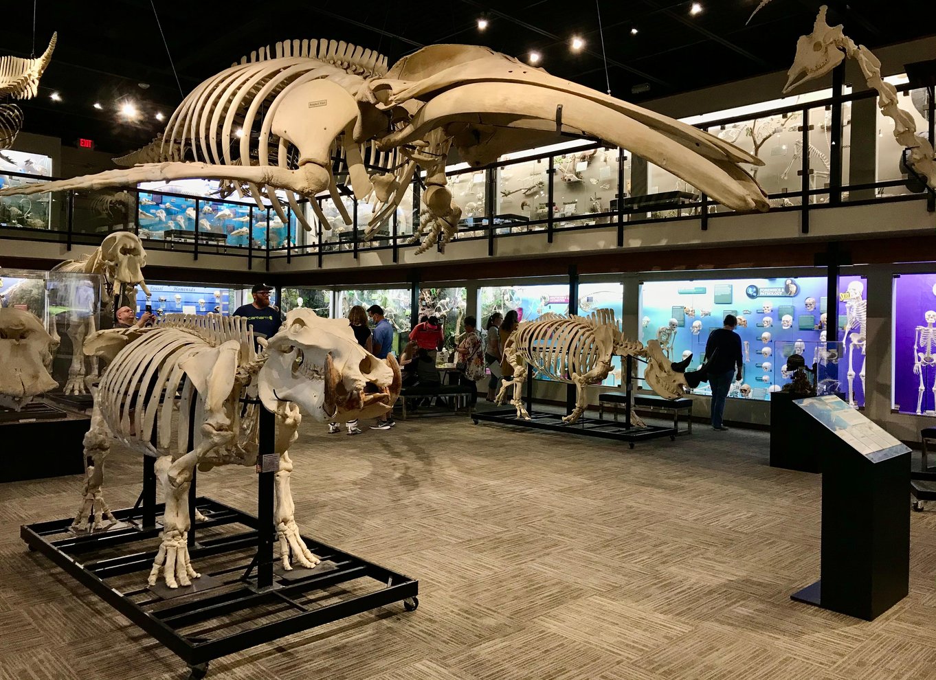 Oklahoma City: SKELETONS: Billet til Museum of Osteology