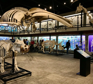 Museum of Osteology: Tickets and Tours