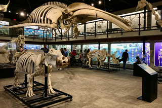 Musée de l'Osteology: Billets et visites guidées