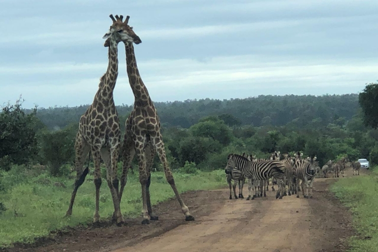 Parc national Kruger,Le parc national Kruger, terre d'accueil des Big 5