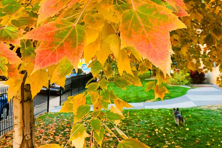 Denver City Highlights Tour