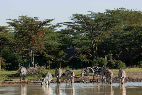 Da Nairobi Ol Pejeta Conservancy Tour guidato di un giorno