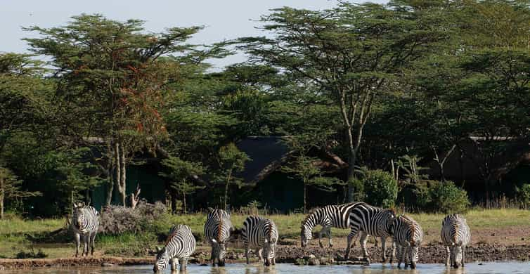 From Nairobi Ol Pejeta Conservancy Guided Day Tour Getyourguide