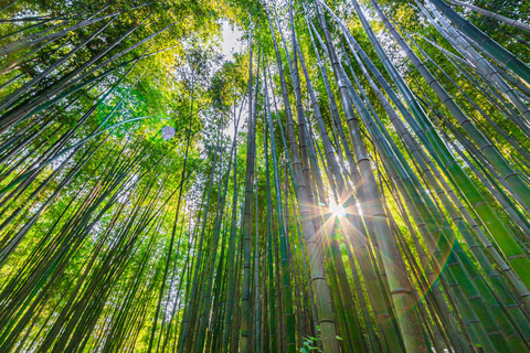 Busan: Damyang Juknokwon Bamboo Forest & Metasequoia Road Damyang Autumn Group Tour, Meet at Busan Subway Station